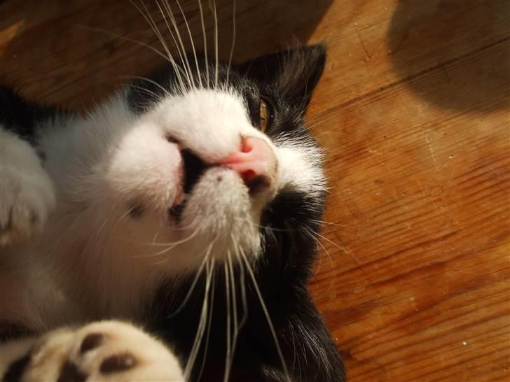 Huskat lulle fra gammeltoft - ^lulle er kælen ...<33 billede 2