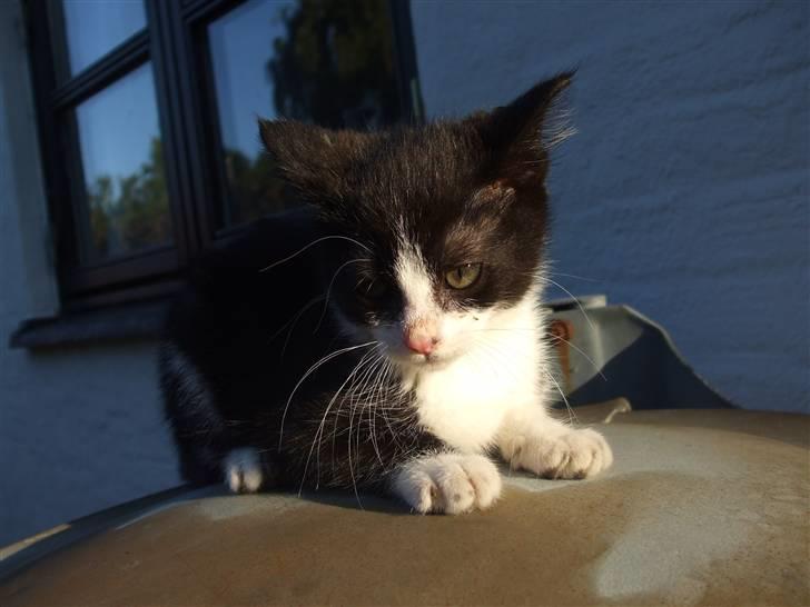Huskat lulle fra gammeltoft - lige i aften solen :) billede 3