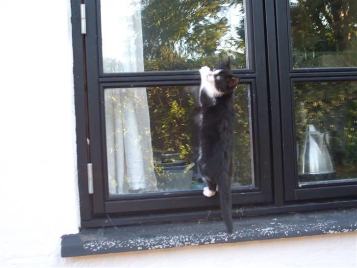 Huskat lulle fra gammeltoft - øh..? på vej op af vinduet ?  billede 4