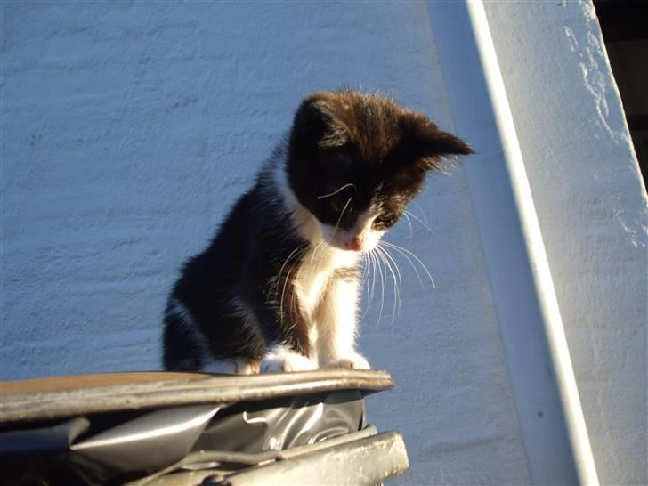 Huskat lulle fra gammeltoft - kiggger^^^ (elser det illede) billede 5