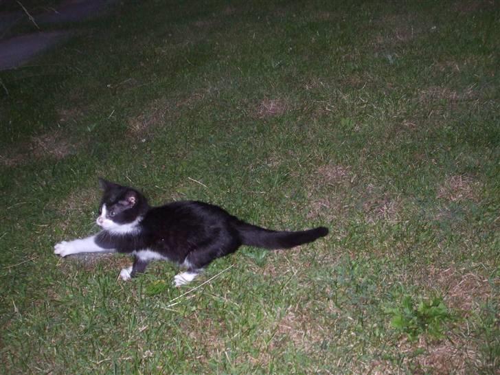 Huskat lulle fra gammeltoft - lejer og løber i haven :) billede 6