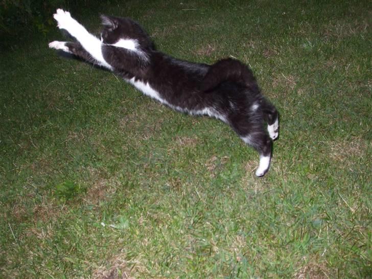 Huskat lulle fra gammeltoft - i fuld 4 spring ...:) billede 7