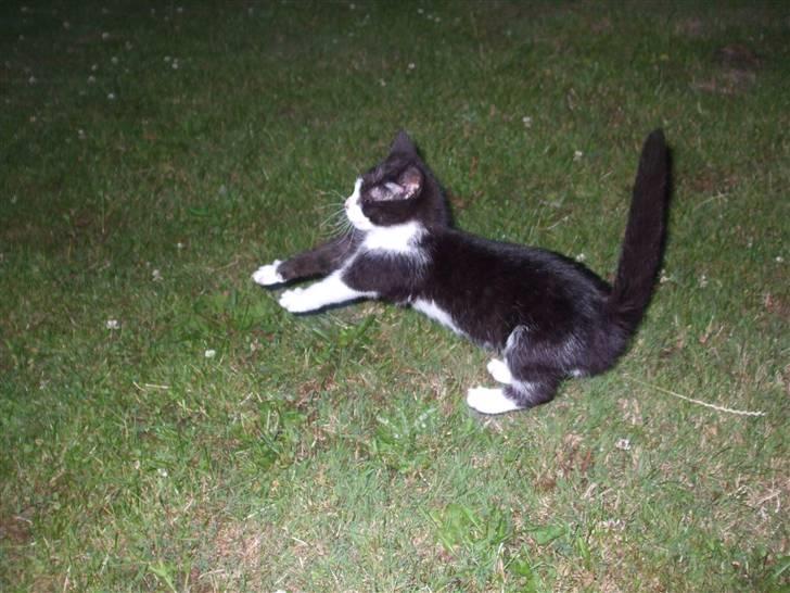 Huskat lulle fra gammeltoft - hop . :) billede 8