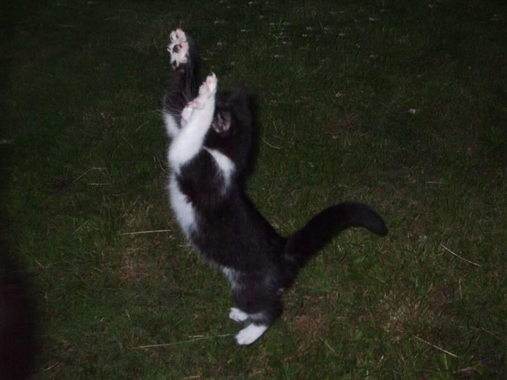 Huskat lulle fra gammeltoft - og på to ben manne! :D billede 9