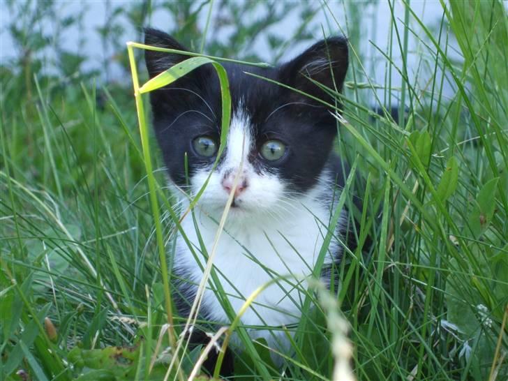 Huskat lulle fra gammeltoft - kigger ^^ billede 10