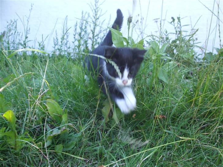 Huskat lulle fra gammeltoft - ^kommer springene som en tiger lige pludselig:) billede 11