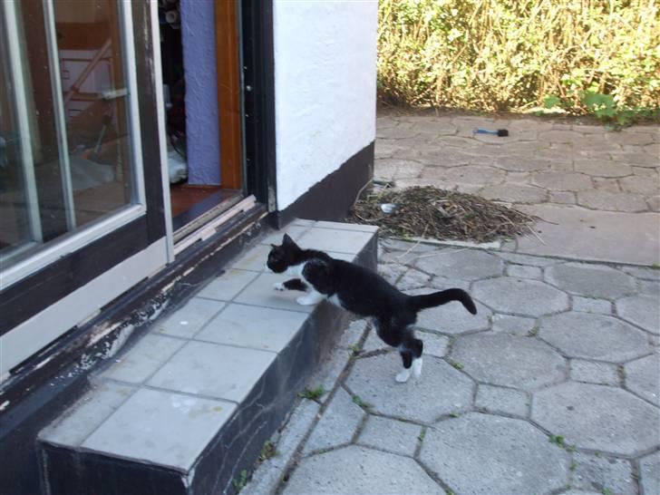 Huskat lulle fra gammeltoft - ejjj... jeg vil ind igen ? billede 12