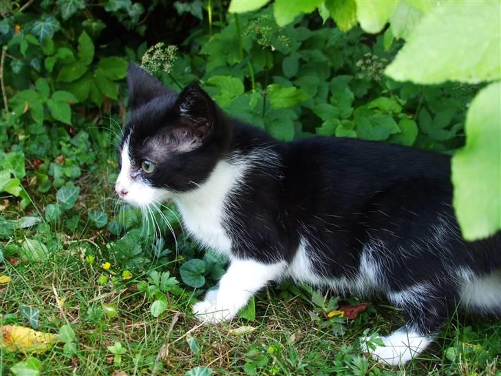 Huskat lulle fra gammeltoft - følger efter coco (en anden kat vihar ham kan man ikke se ! billede 13