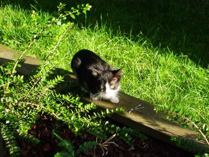 Huskat lulle fra gammeltoft - lige i aften solen igen :) billede 14