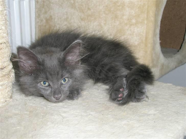 Norsk Skovkat Babette`s Sara (Fine) billede 1