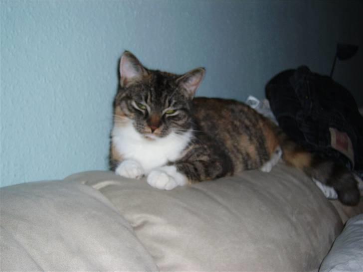 Huskat Bella {R.I.P} billede 14