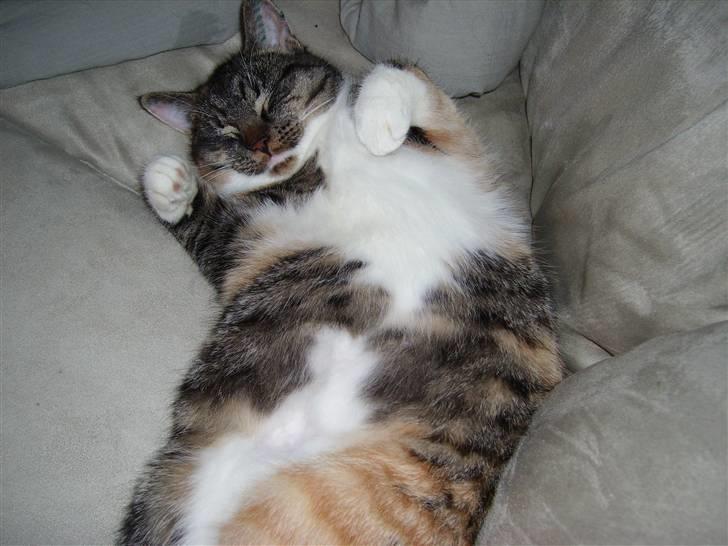 Huskat Bella {R.I.P} billede 15