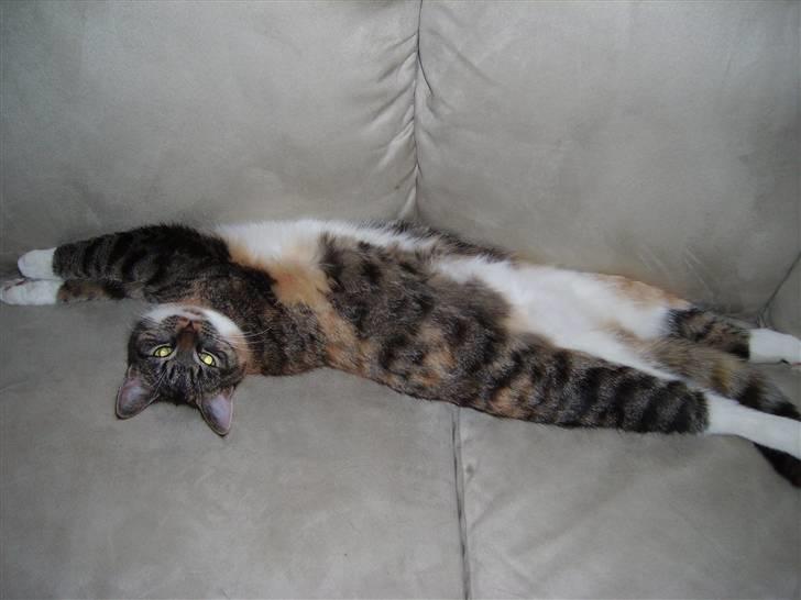 Huskat Bella {R.I.P} billede 16