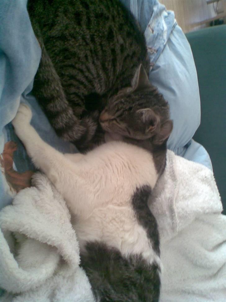 Blanding af racer Victoria - victoria. billede 4