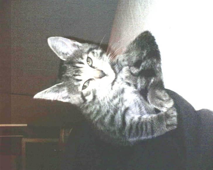 Blanding af racer Victoria - victoria da hun var mindre. billede 5