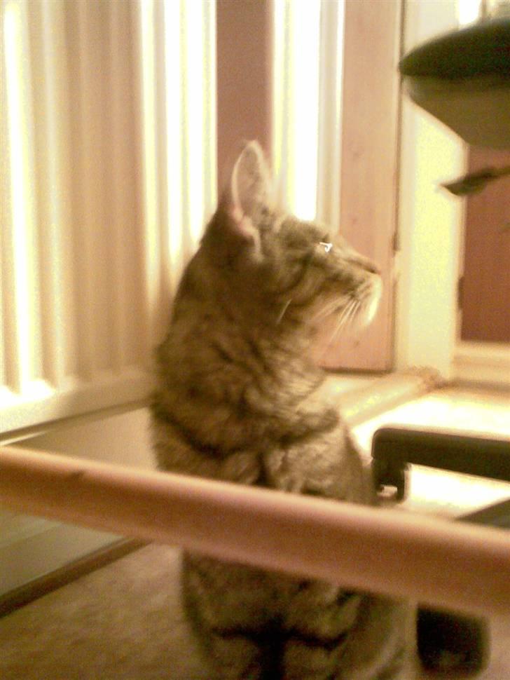 Blanding af racer Victoria - victoria. billede 6