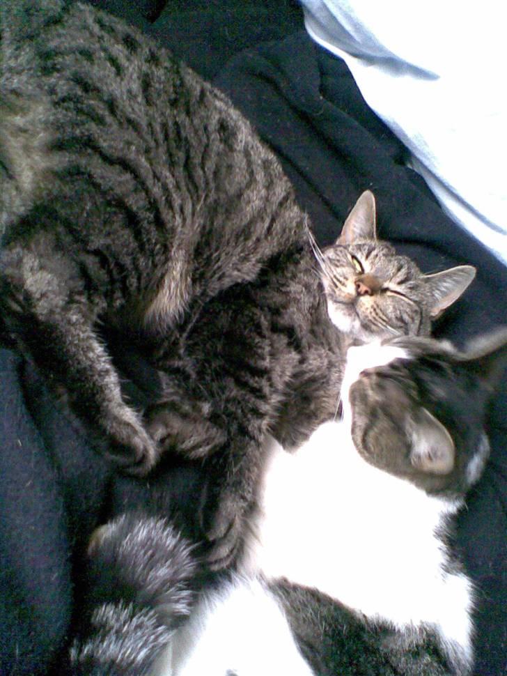 Blanding af racer Victoria - victoria. billede 7