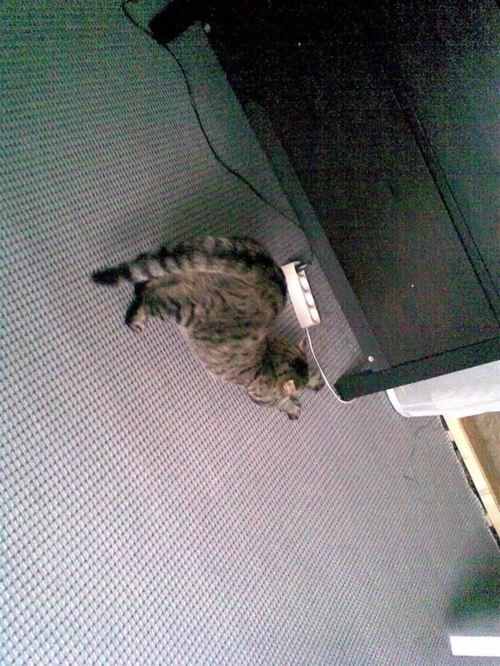 Blanding af racer Victoria - victoria. billede 8