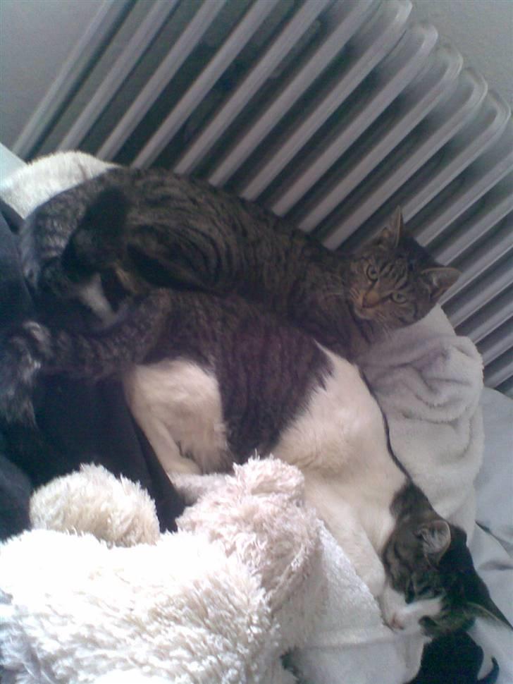 Blanding af racer Victoria - victoria. billede 9