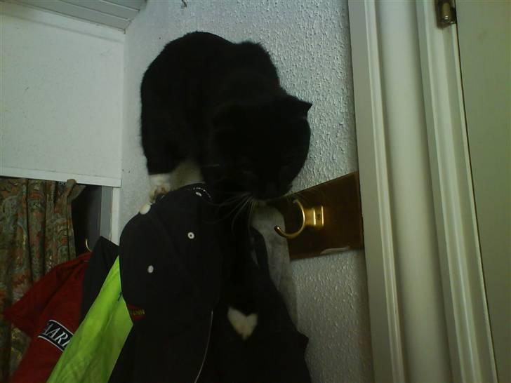 Huskat Pisk billede 15