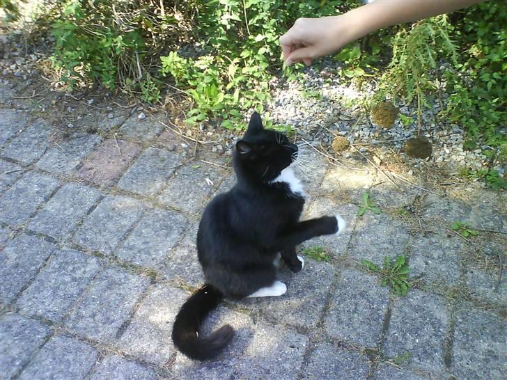 Norsk Skovkat Mini-Mis og Mis-Baby billede 12