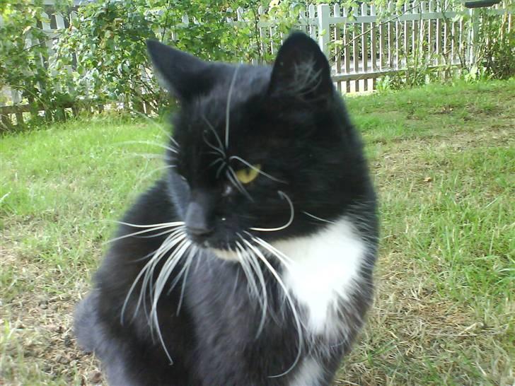 Norsk Skovkat Mini-Mis og Mis-Baby - Her er så Mis-baby :o) billede 13