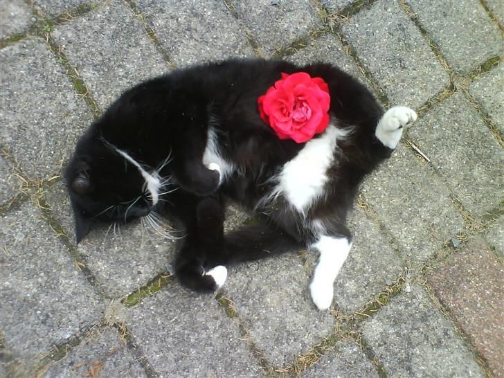 Norsk Skovkat Mini-Mis og Mis-Baby billede 14