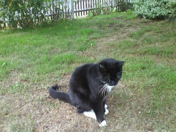 Norsk Skovkat Mini-Mis og Mis-Baby - Her leger Mis-Baby :o) billede 15