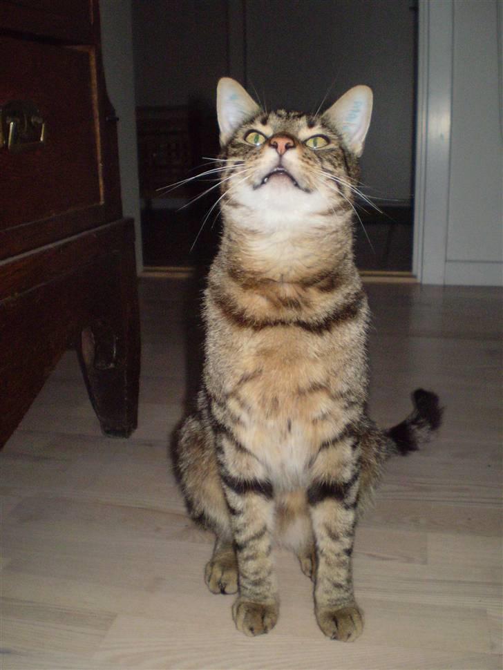 Huskat Torkil - dejlige torkil mis . (: billede 8