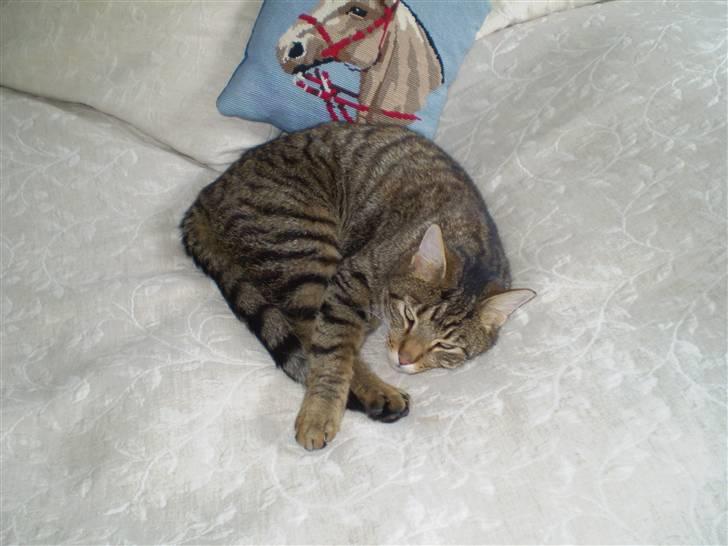 Huskat Torkil - min lille sovetryne . xD billede 9