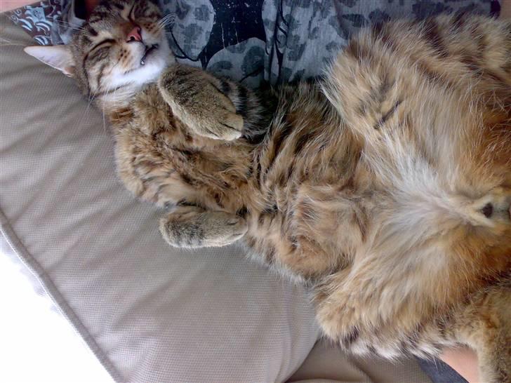 Huskat Torkil - oh man nyder at blive kælet ! xD billede 10