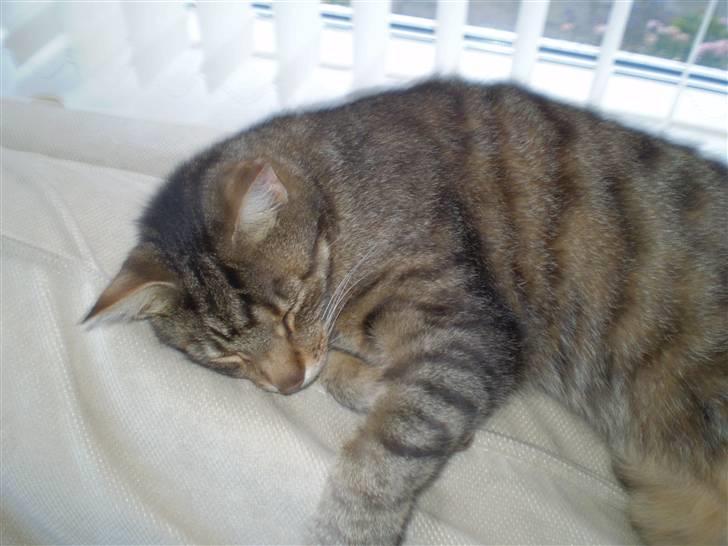 Huskat Torkil - min liller torkil missen . xD billede 11