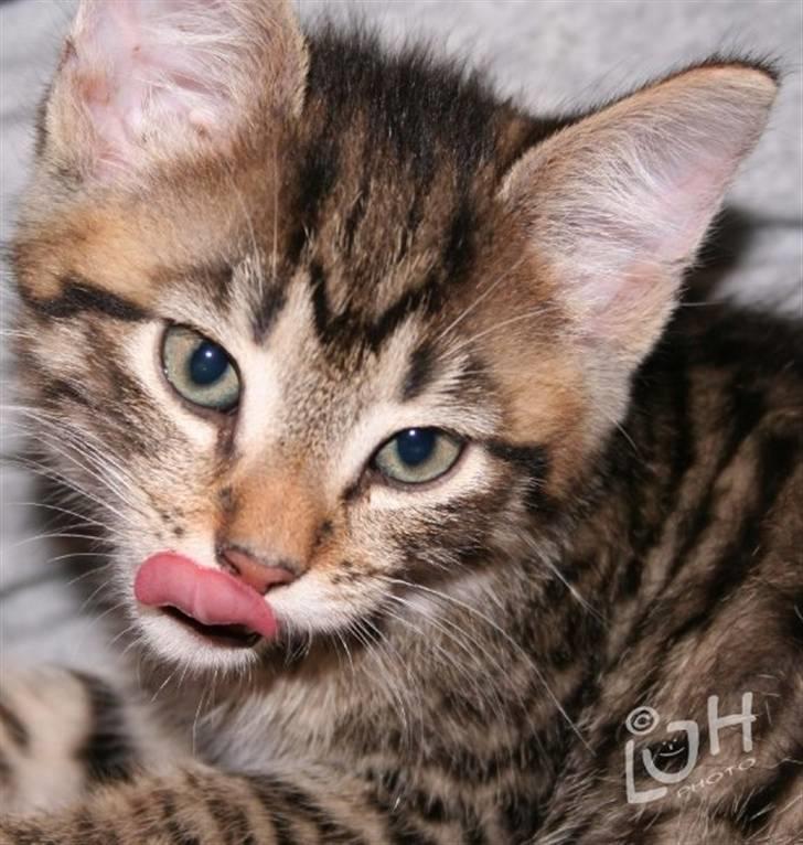 Huskat Torkil - baby torkil . d; er han ikke kær ? d: billede 12