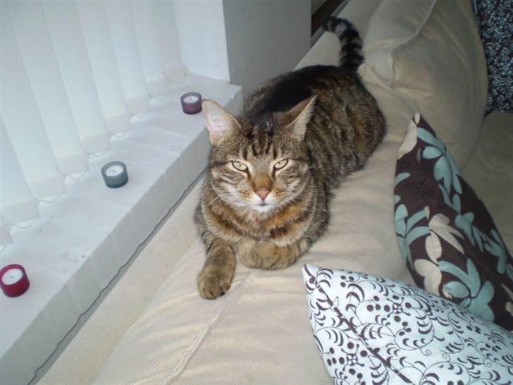 Huskat Torkil - er han ikke dejlig ? (: billede 13