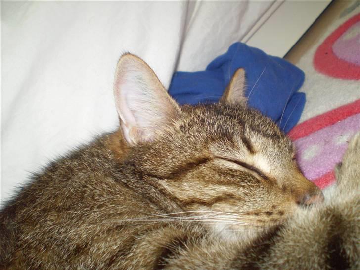 Huskat Torkil - han ligger og sover på mit værelse . (: billede 14