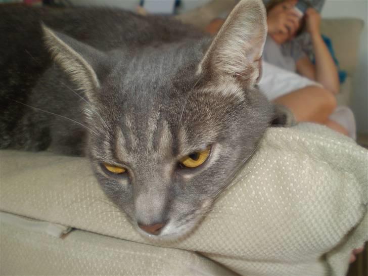 Huskat Carla - lidt træt måske ? (: billede 8