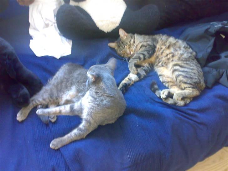 Huskat Carla - carla og torkil . (: billede 9