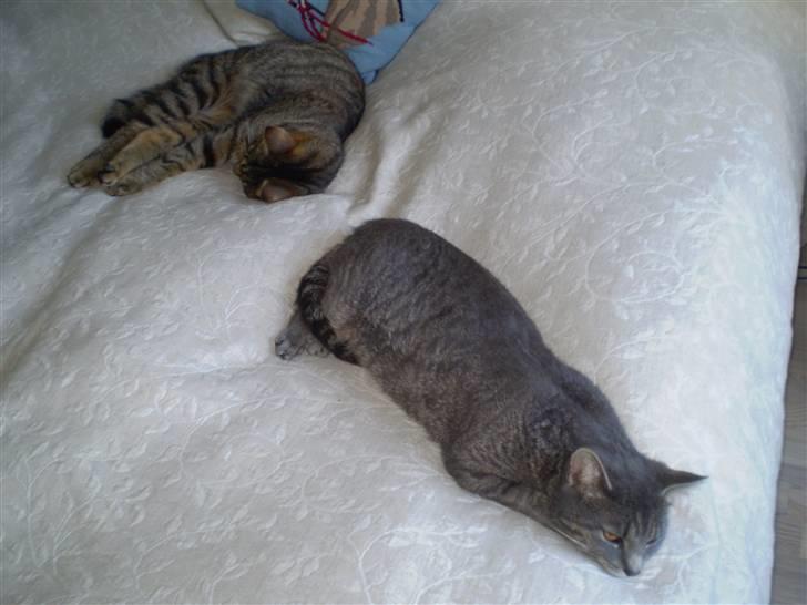 Huskat Carla - misserne igen . (: billede 10