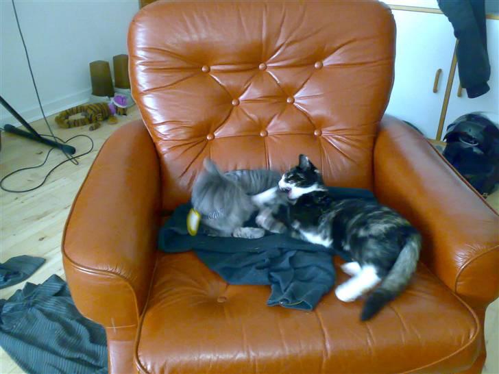 Blanding af racer Putte R.I.P 27-09-09 billede 2