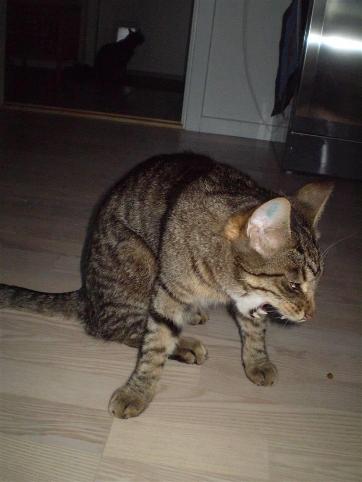 Huskat Torkil - min farlige mis . xD billede 15