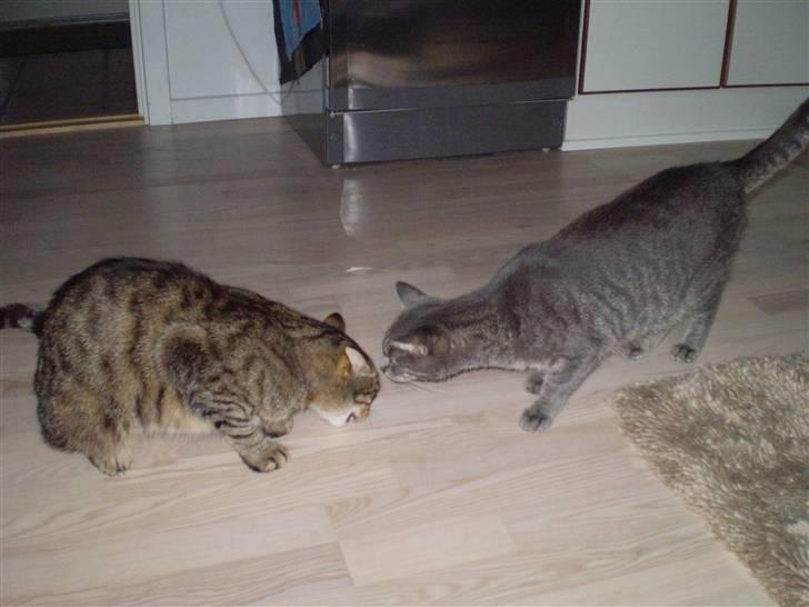 Huskat Torkil - torkil og carla . (: billede 16