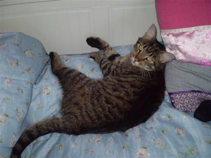 Huskat Torkil - ligger lige og hygger sig . (: billede 17