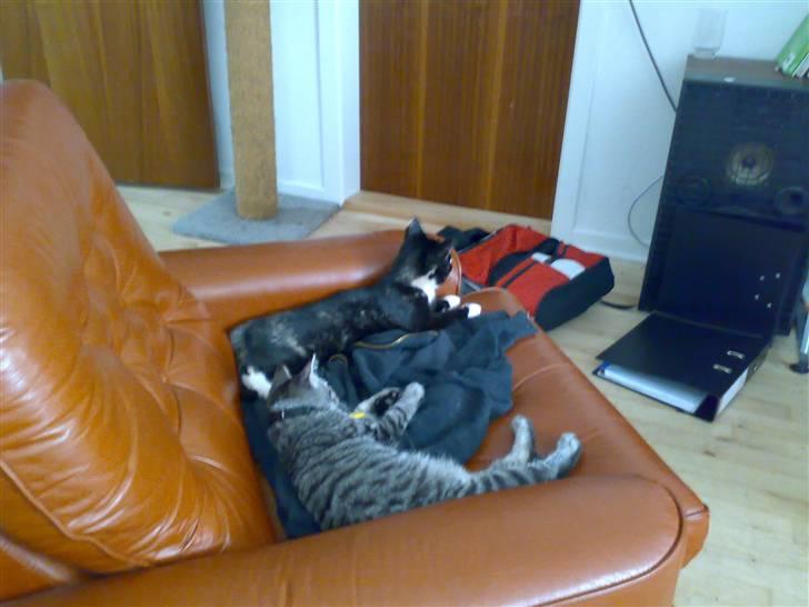 Blanding af racer Putte R.I.P 27-09-09 billede 3