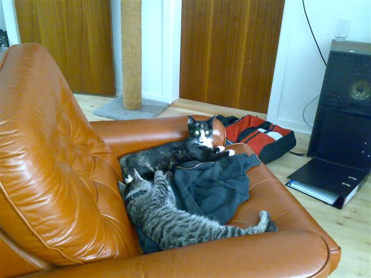 Blanding af racer Putte R.I.P 27-09-09 billede 4