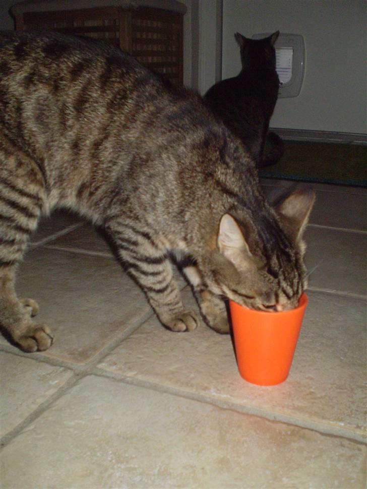 Huskat Torkil - tror i hele hovedet kan være der i ? :D billede 18