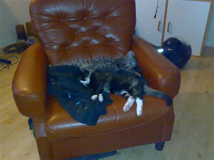 Blanding af racer Putte R.I.P 27-09-09 billede 5