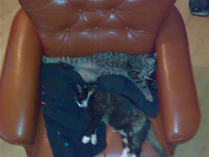 Blanding af racer Putte R.I.P 27-09-09 billede 6