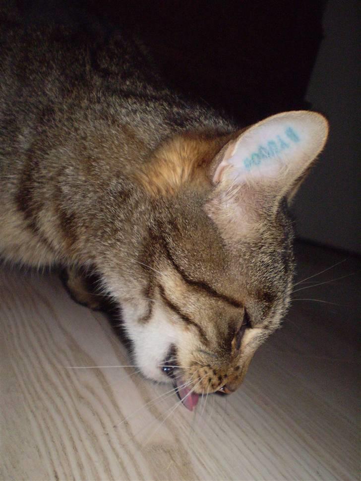 Huskat Torkil - spiser . (: billede 19