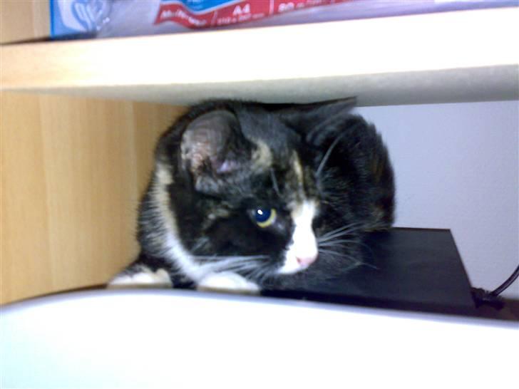 Blanding af racer Putte R.I.P 27-09-09 billede 7