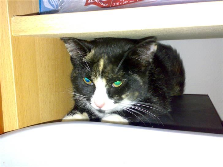 Blanding af racer Putte R.I.P 27-09-09 billede 8